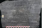 Foto (Detailansicht) von Sigillaria alternaus Lindl. et H. (NHMW-GEO-2024-0188-11229)
